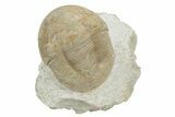 Illaenid Trilobite (Wossekia brevispina) Fossil - Rare Species #237027-2